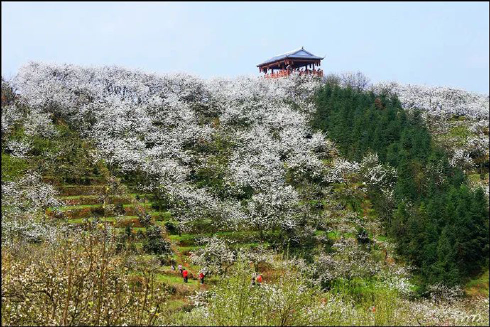 【春天，广西桂林灌阳县向您发出邀请！】我们在灌阳看梨花 - 游山玩水 - 汕头生活社区 - 汕头28生活网 st.28life.net