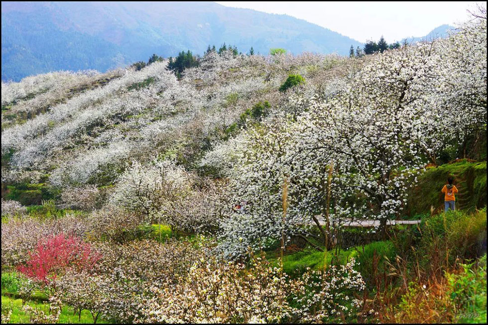 【春天，广西桂林灌阳县向您发出邀请！】我们在灌阳看梨花 - 游山玩水 - 汕头生活社区 - 汕头28生活网 st.28life.net