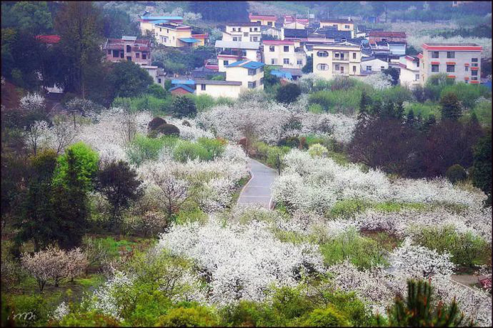 【春天，广西桂林灌阳县向您发出邀请！】我们在灌阳看梨花 - 游山玩水 - 汕头生活社区 - 汕头28生活网 st.28life.net