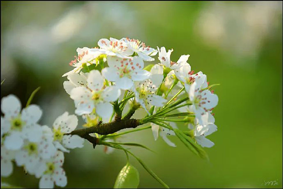 【春天，广西桂林灌阳县向您发出邀请！】我们在灌阳看梨花 - 游山玩水 - 汕头生活社区 - 汕头28生活网 st.28life.net