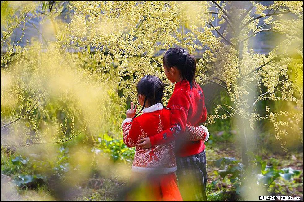 【春天，广西桂林灌阳县向您发出邀请！】米珠山前有片山苍子花在飘香 - 游山玩水 - 汕头生活社区 - 汕头28生活网 st.28life.net