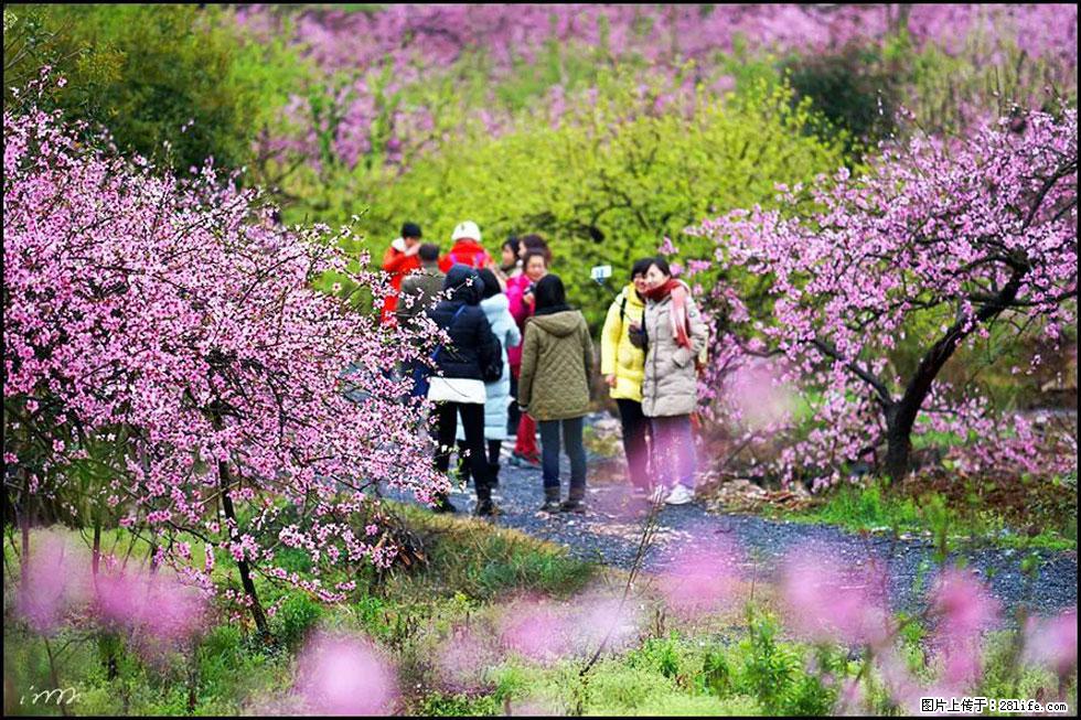【春天，广西桂林灌阳县向您发出邀请！】官庄村有个醉美的桃花园 - 游山玩水 - 汕头生活社区 - 汕头28生活网 st.28life.net