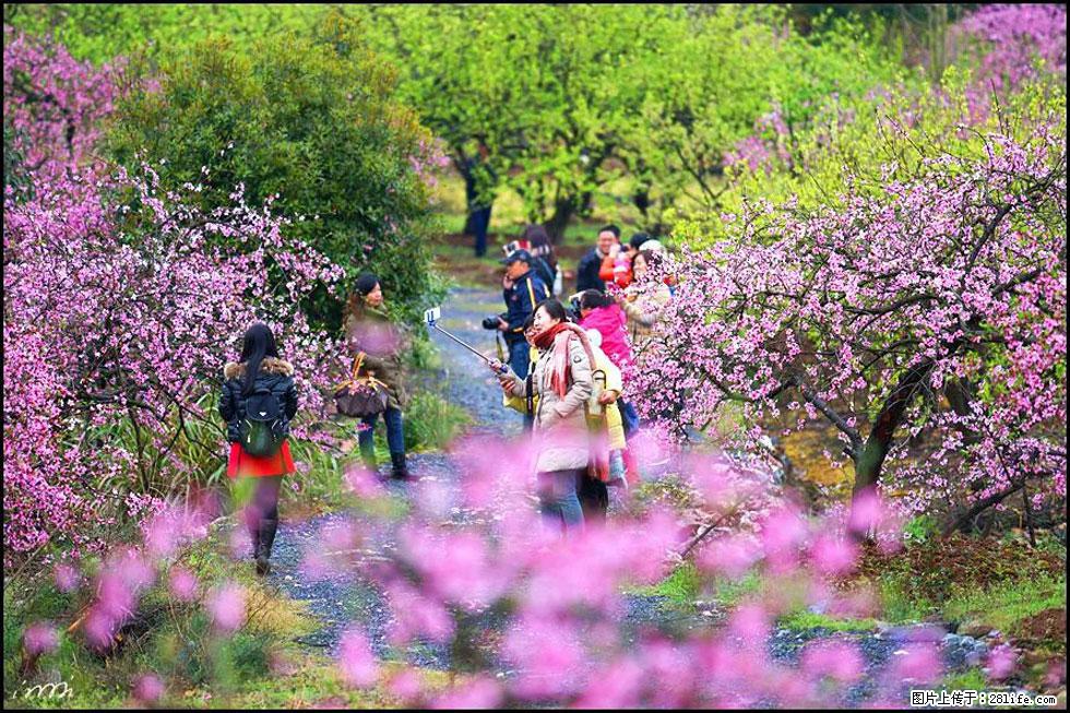 【春天，广西桂林灌阳县向您发出邀请！】官庄村有个醉美的桃花园 - 游山玩水 - 汕头生活社区 - 汕头28生活网 st.28life.net