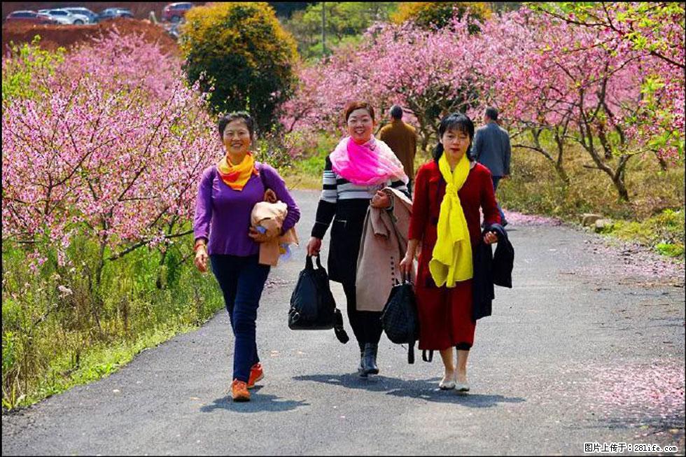【春天，广西桂林灌阳县向您发出邀请！】官庄村有个醉美的桃花园 - 游山玩水 - 汕头生活社区 - 汕头28生活网 st.28life.net