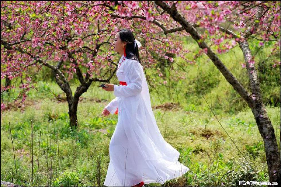 【春天，广西桂林灌阳县向您发出邀请！】官庄村有个醉美的桃花园 - 游山玩水 - 汕头生活社区 - 汕头28生活网 st.28life.net