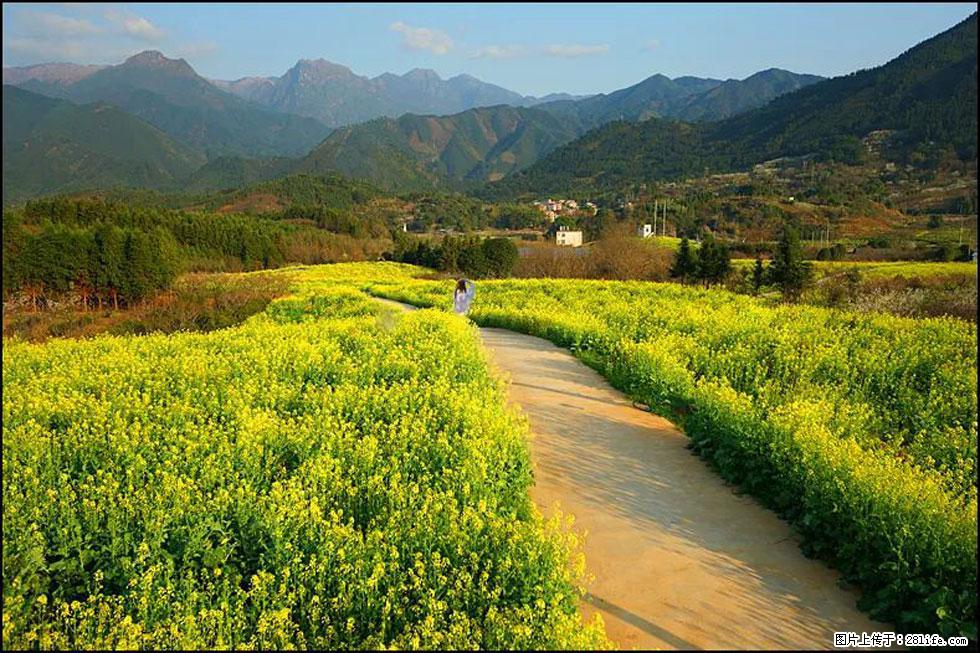 【春天，广西桂林灌阳县向您发出邀请！】长坪村油菜盛情花开 - 游山玩水 - 汕头生活社区 - 汕头28生活网 st.28life.net