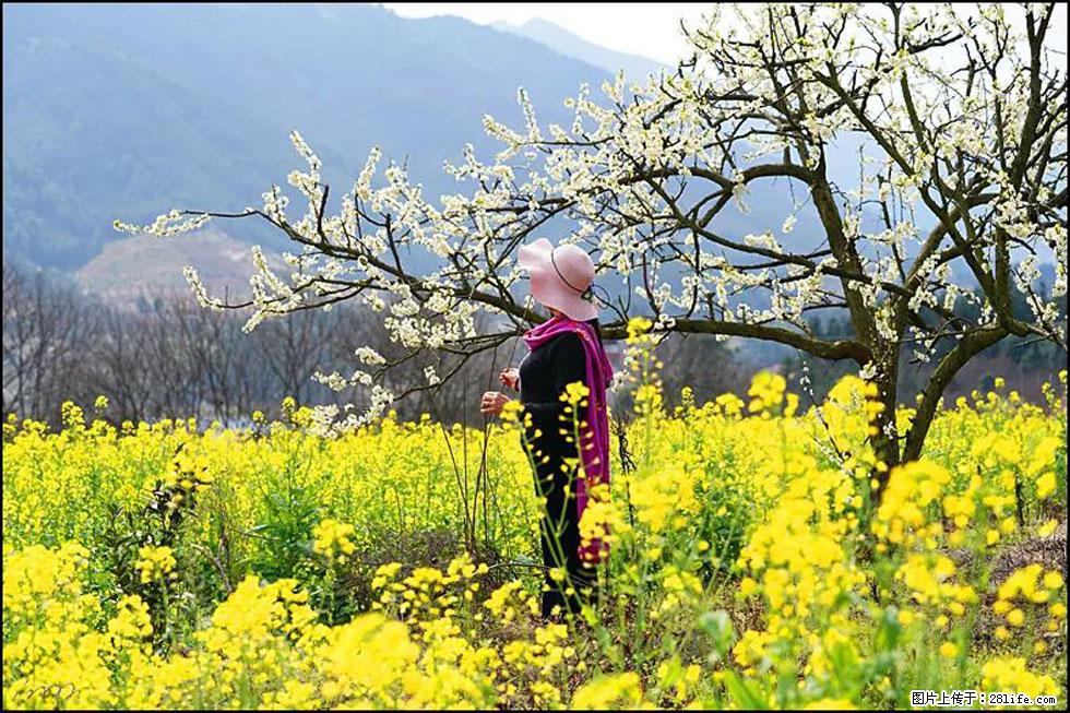 【春天，广西桂林灌阳县向您发出邀请！】长坪村油菜盛情花开 - 游山玩水 - 汕头生活社区 - 汕头28生活网 st.28life.net