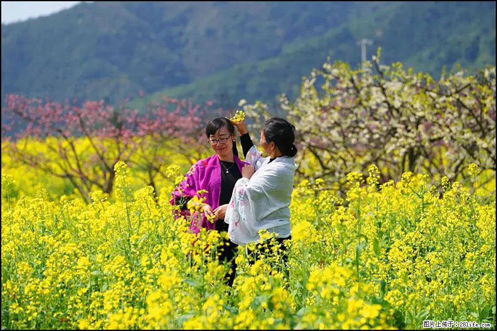 【春天，广西桂林灌阳县向您发出邀请！】长坪村油菜盛情花开 - 游山玩水 - 汕头生活社区 - 汕头28生活网 st.28life.net