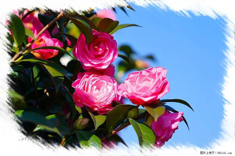 【春天，广西桂林灌阳县向您发出邀请！】杨柳井茶花惹人爱 - 游山玩水 - 汕头生活社区 - 汕头28生活网 st.28life.net