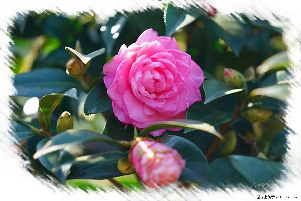 【春天，广西桂林灌阳县向您发出邀请！】杨柳井茶花惹人爱 - 游山玩水 - 汕头生活社区 - 汕头28生活网 st.28life.net