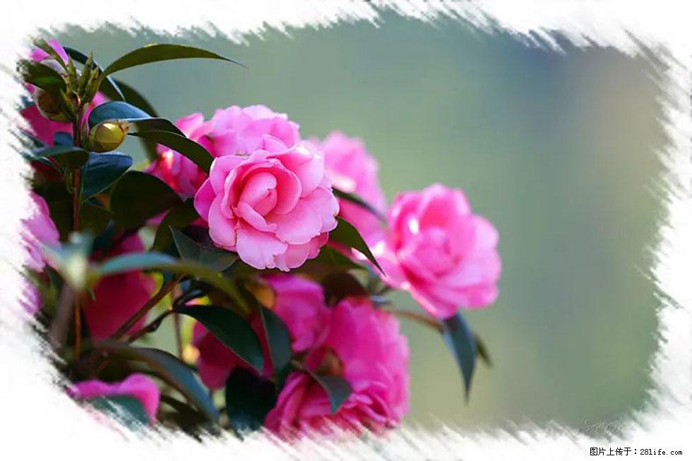 【春天，广西桂林灌阳县向您发出邀请！】杨柳井茶花惹人爱 - 游山玩水 - 汕头生活社区 - 汕头28生活网 st.28life.net