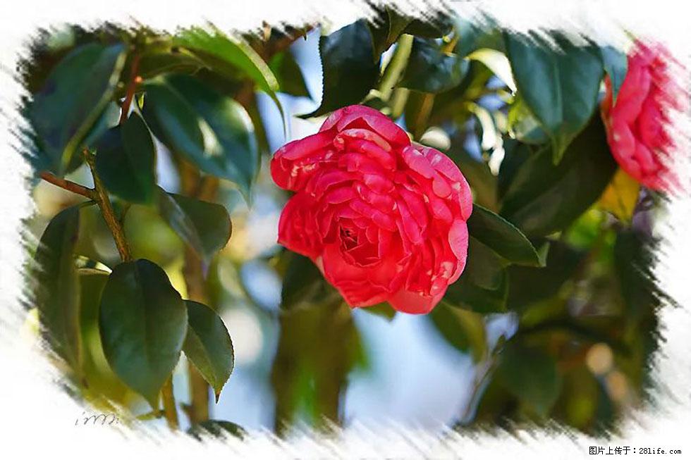 【春天，广西桂林灌阳县向您发出邀请！】杨柳井茶花惹人爱 - 游山玩水 - 汕头生活社区 - 汕头28生活网 st.28life.net