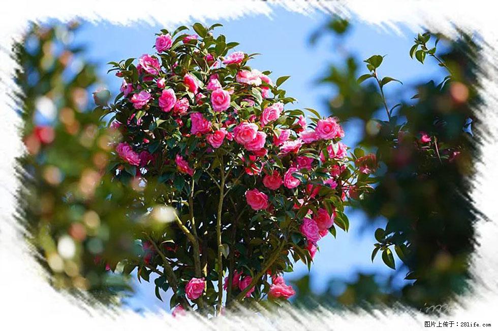 【春天，广西桂林灌阳县向您发出邀请！】杨柳井茶花惹人爱 - 游山玩水 - 汕头生活社区 - 汕头28生活网 st.28life.net