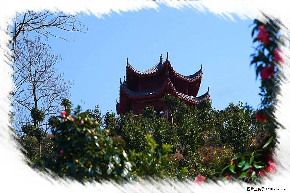 【春天，广西桂林灌阳县向您发出邀请！】杨柳井茶花惹人爱 - 游山玩水 - 汕头生活社区 - 汕头28生活网 st.28life.net