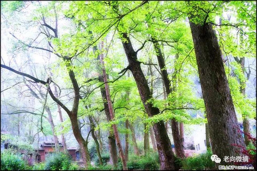 【春天，广西桂林灌阳县向您发出邀请！】在小龙村与春天约会 - 游山玩水 - 汕头生活社区 - 汕头28生活网 st.28life.net