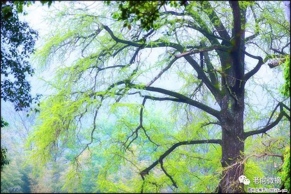 【春天，广西桂林灌阳县向您发出邀请！】在小龙村与春天约会 - 游山玩水 - 汕头生活社区 - 汕头28生活网 st.28life.net