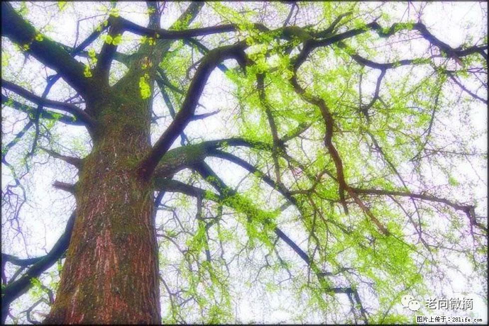 【春天，广西桂林灌阳县向您发出邀请！】在小龙村与春天约会 - 游山玩水 - 汕头生活社区 - 汕头28生活网 st.28life.net