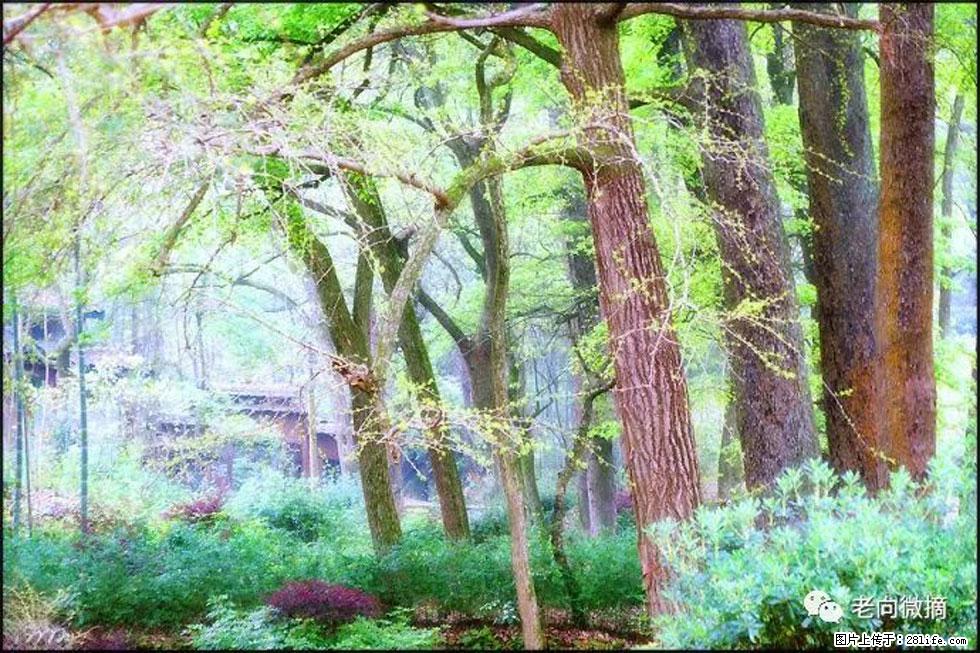 【春天，广西桂林灌阳县向您发出邀请！】在小龙村与春天约会 - 游山玩水 - 汕头生活社区 - 汕头28生活网 st.28life.net