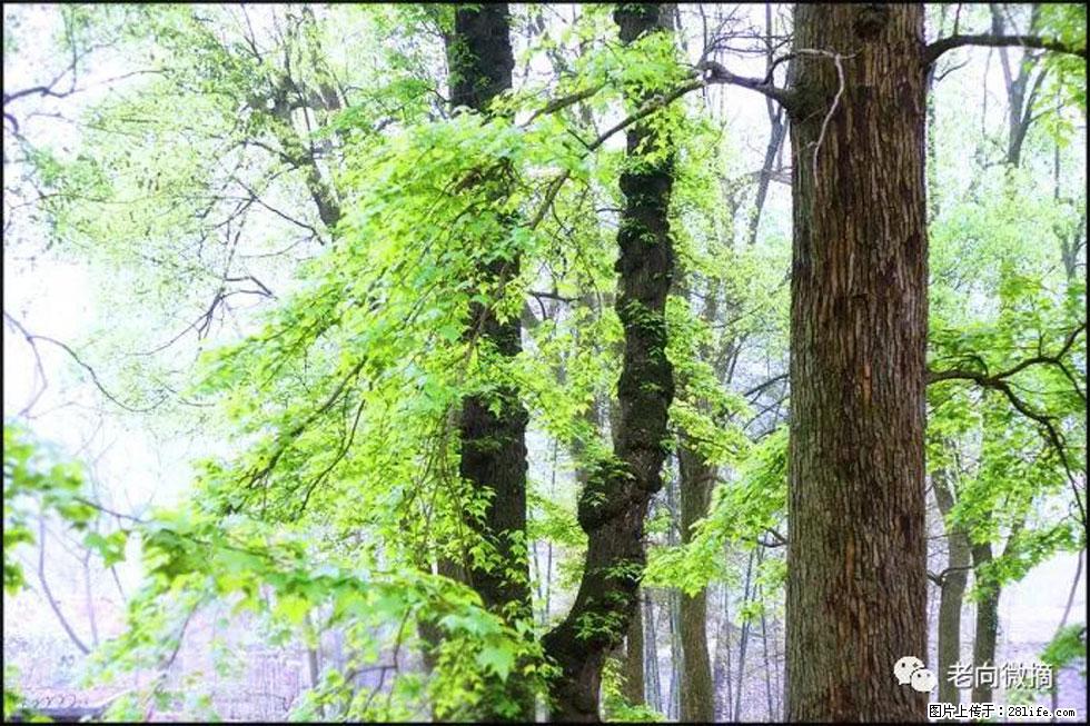 【春天，广西桂林灌阳县向您发出邀请！】在小龙村与春天约会 - 游山玩水 - 汕头生活社区 - 汕头28生活网 st.28life.net