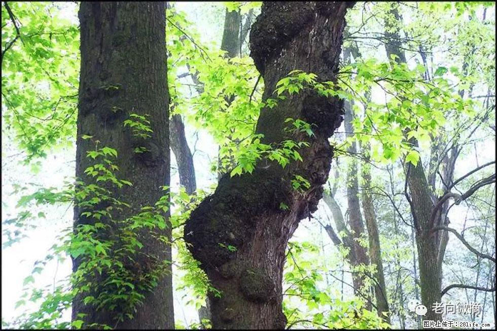 【春天，广西桂林灌阳县向您发出邀请！】在小龙村与春天约会 - 游山玩水 - 汕头生活社区 - 汕头28生活网 st.28life.net