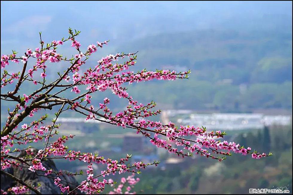 【春天，广西桂林灌阳县向您发出邀请！】望月岭上桃花开 - 游山玩水 - 汕头生活社区 - 汕头28生活网 st.28life.net