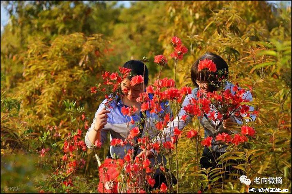 【春天，广西桂林灌阳县向您发出邀请！】登麒麟山，相约映山红 - 游山玩水 - 汕头生活社区 - 汕头28生活网 st.28life.net