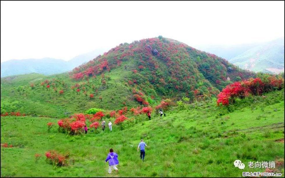 【春天，广西桂林灌阳县向您发出邀请！】宝盖山上映山红 - 游山玩水 - 汕头生活社区 - 汕头28生活网 st.28life.net
