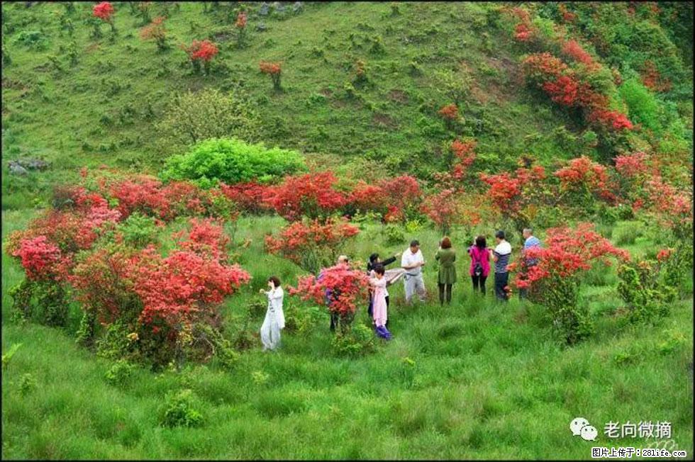 【春天，广西桂林灌阳县向您发出邀请！】宝盖山上映山红 - 游山玩水 - 汕头生活社区 - 汕头28生活网 st.28life.net