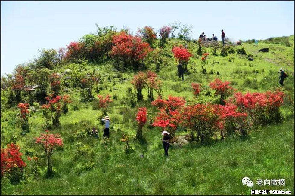 【春天，广西桂林灌阳县向您发出邀请！】宝盖山上映山红 - 游山玩水 - 汕头生活社区 - 汕头28生活网 st.28life.net