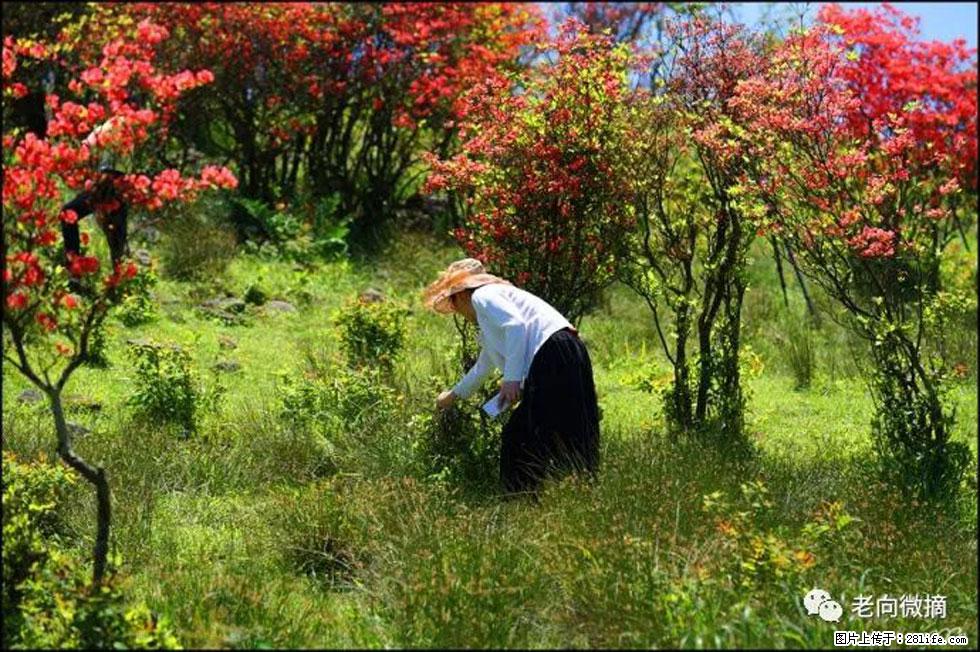 【春天，广西桂林灌阳县向您发出邀请！】宝盖山上映山红 - 游山玩水 - 汕头生活社区 - 汕头28生活网 st.28life.net