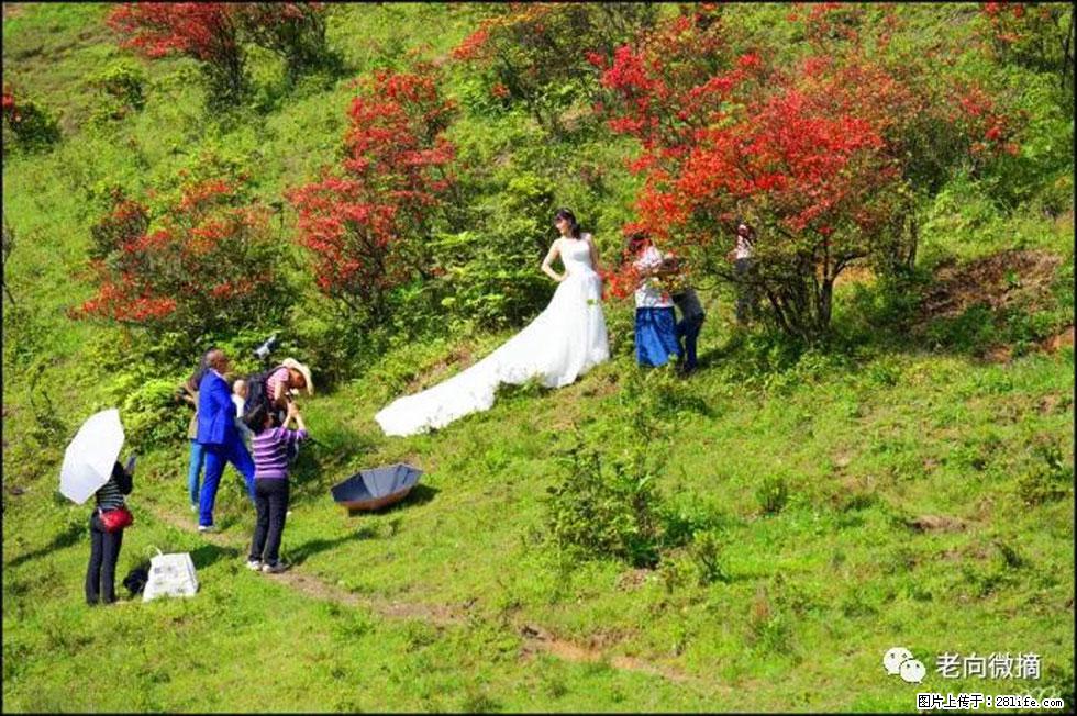 【春天，广西桂林灌阳县向您发出邀请！】宝盖山上映山红 - 游山玩水 - 汕头生活社区 - 汕头28生活网 st.28life.net