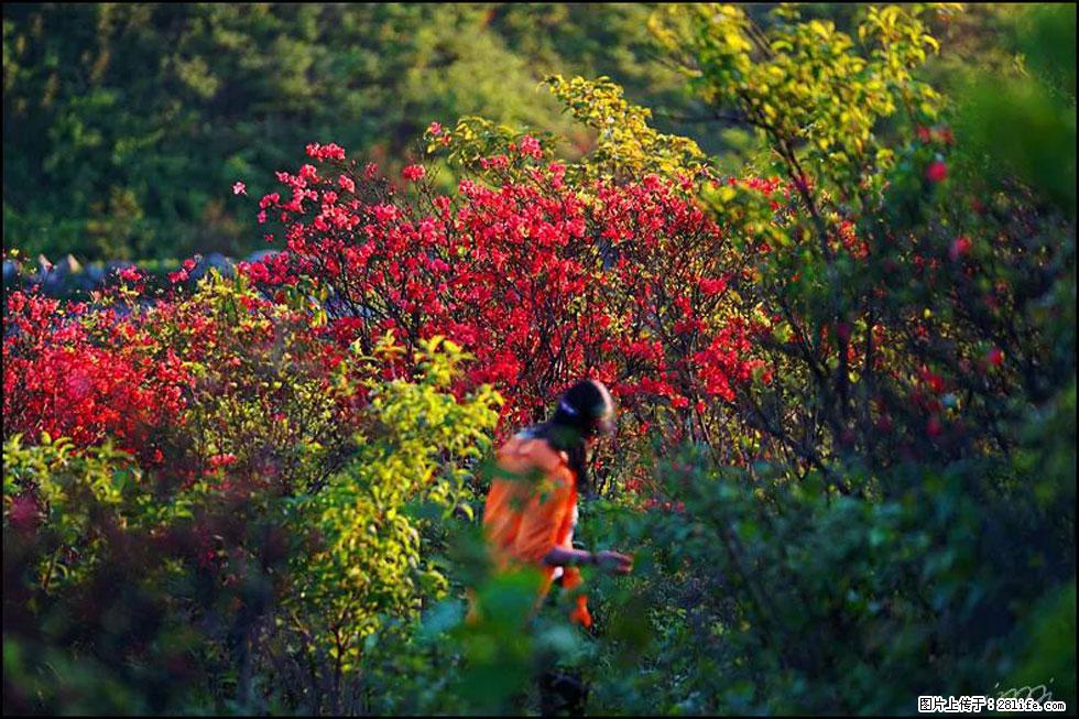 【春天,广西桂林灌阳县向您发出邀请!】春木界上映山红 - 游山玩水 - 汕头生活社区 - 汕头28生活网 st.28life.net
