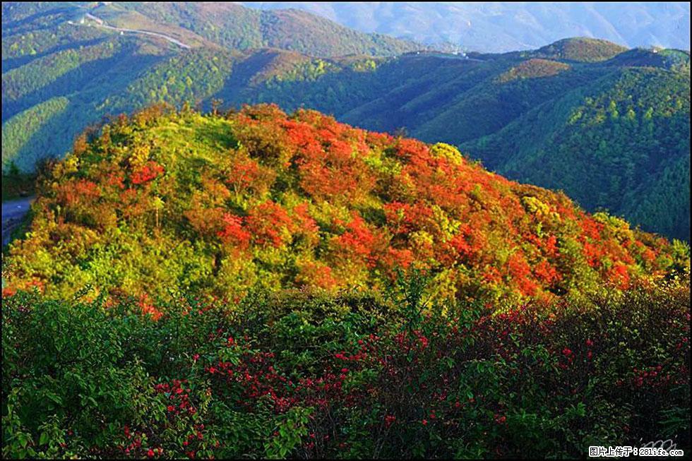 【春天,广西桂林灌阳县向您发出邀请!】春木界上映山红 - 游山玩水 - 汕头生活社区 - 汕头28生活网 st.28life.net