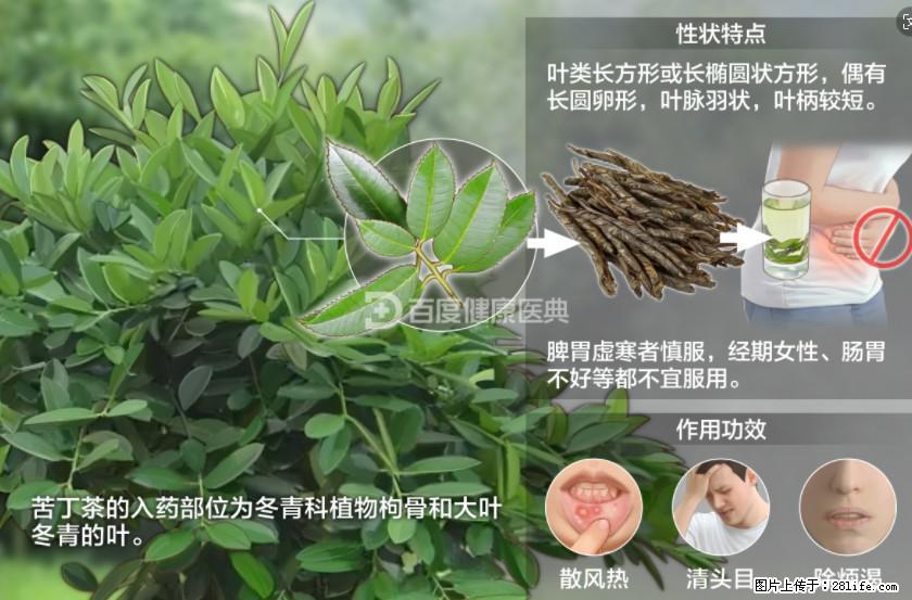苦丁茶有哪些功效和作用 - 生活百科 - 汕头生活社区 - 汕头28生活网 st.28life.net