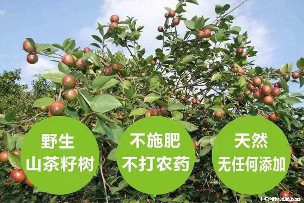 【灌阳县油茶产业示范区】一个有着充实的精神生活的人，对待身外之物自会有一种淡泊的态度 - 美食天地 - 汕头生活社区 - 汕头28生活网 st.28life.net