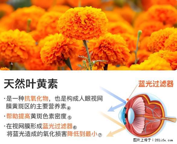 叶黄素有什么功效和作用 - 生活百科 - 汕头生活社区 - 汕头28生活网 st.28life.net