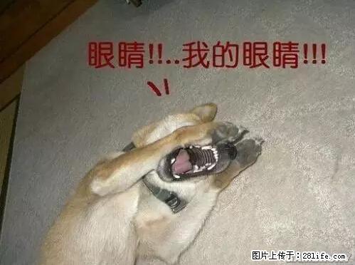 笑癫了！一女的怀孕三年未生，他终于忍不住了... - 娱乐八卦 - 汕头生活社区 - 汕头28生活网 st.28life.net