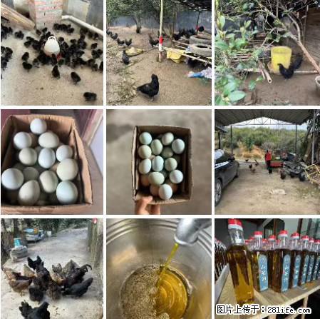 油茶园从小鸡仔开始养起的纯土鸡、土鸡蛋可以预定啦！还有前几天刚榨的纯山茶油哦 - 美食天地 - 汕头生活社区 - 汕头28生活网 st.28life.net
