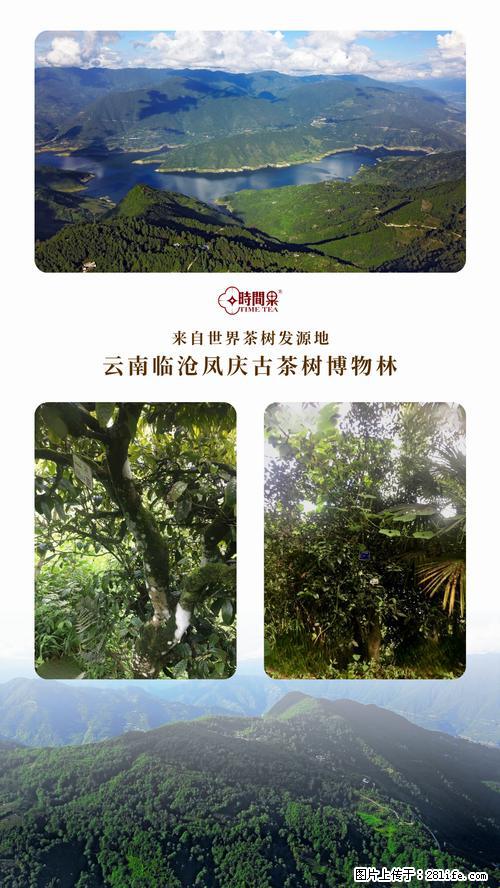 时间果百年古树2025年春红茶 - 购物交流 - 汕头生活社区 - 汕头28生活网 st.28life.net