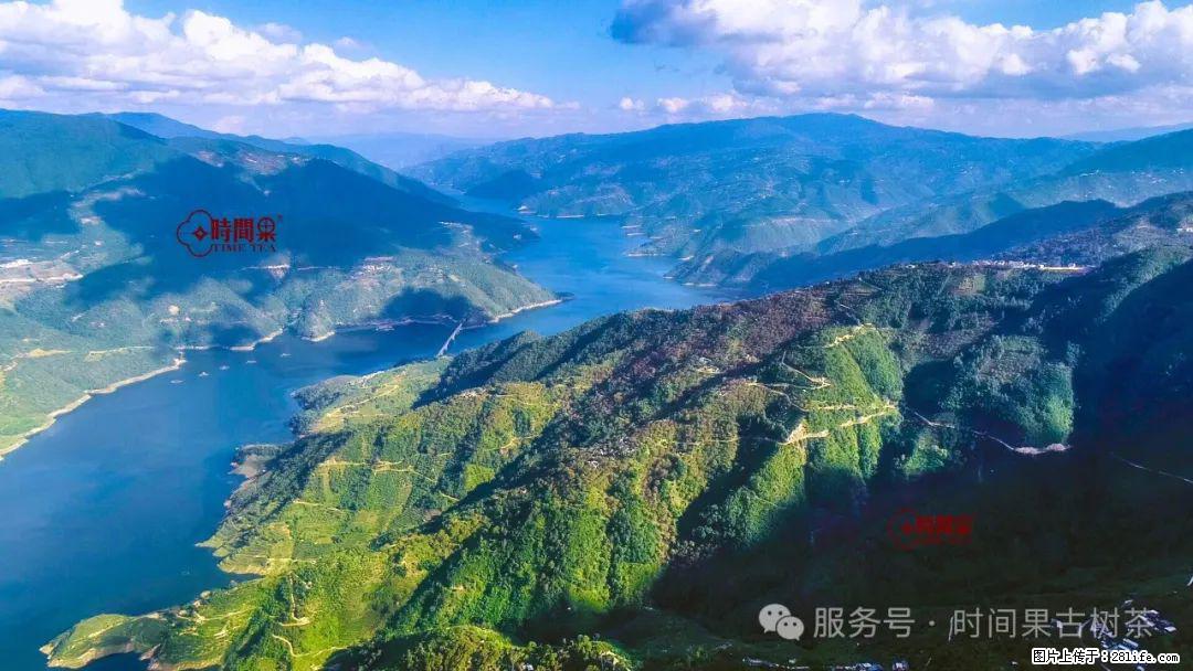 时间果百年古树龙珠普洱生茶 - 购物交流 - 汕头生活社区 - 汕头28生活网 st.28life.net