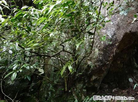 平乐石崖茶，珍贵仅次于金花茶 - 汕头生活资讯 - 汕头28生活网 st.28life.net