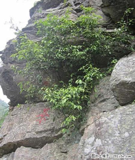 平乐石崖茶，珍贵仅次于金花茶 - 汕头生活资讯 - 汕头28生活网 st.28life.net