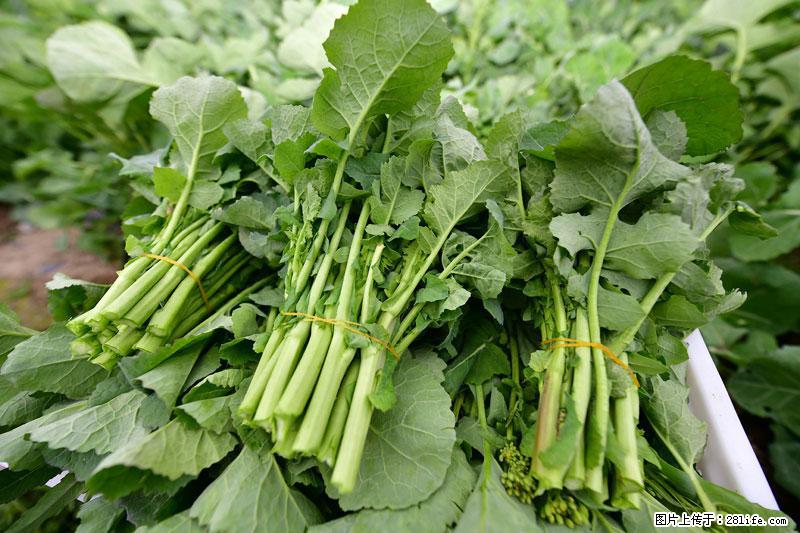 这些蔬菜是“天然钙片”，这6种被医生重点推荐 - 汕头生活资讯 - 汕头28生活网 st.28life.net